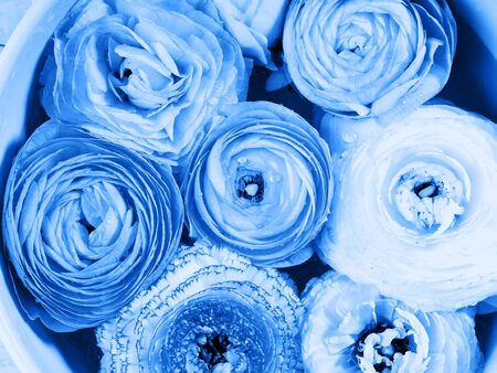 Beautiful ranunculus closeup detail background. Woman mothers day wedding invitation. Holiday elegant flower arrangement. Classic blue color of 2020 toneの写真素材