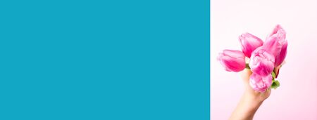 Female hand holding beautiful tulips on pink and turquoise color split duotone trendy backdrop....