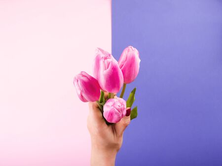 Female hand with red manicure holding beautiful tulips on pink and purple backdrop. Festive flat lay mockupの写真素材