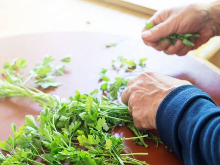 Elderly Italian woman cleaning parsley in the kitchen. Closeup of hands and counterの写真素材