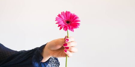 Beautiful pink gerbera flower in female hand with romantic sleeve on white wall backgroundの写真素材