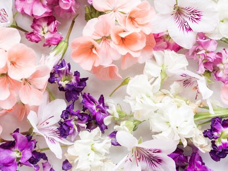 Beautiful pink, white and purple flowers in water. Natural backgroundの写真素材