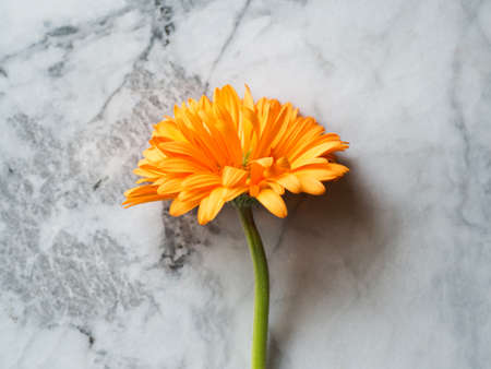 One beautiful orange gerbera daisy flower on marble tableの写真素材