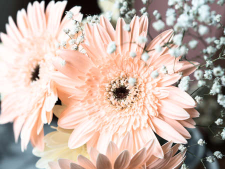 Delicate pink gerbera daisy flowers bouquet in a vase. Closeup, petals detail. Floral arrangementの写真素材