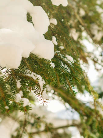 Winter tree branches covered with snow. Seasonal holidays mood