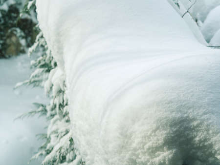 Winter tree branches covered with snow. Seasonal holidays mood natural background