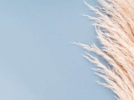 Trendy botanical background with fluffy pampas grass on blue. Interior design boho style plant decorの写真素材