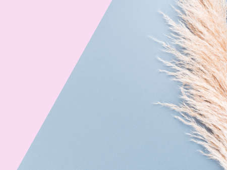 Geometrical botanical background with fluffy pampas grass on blue. Interior design boho style plant decorの写真素材