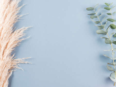 Trendy botanical background with fluffy pampas grass and eucaliptus on blue. Interior design plantsの写真素材