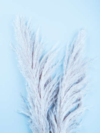 Botanical background with fluffy pampas grass on blue. Interior design, boho style plant home decorの写真素材