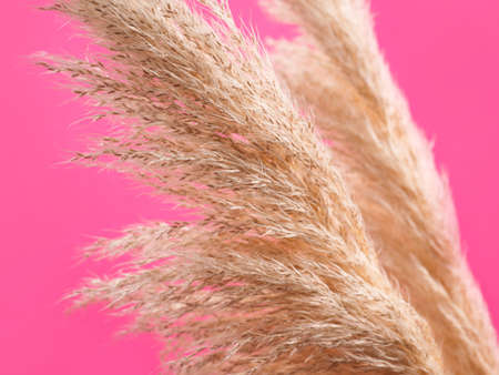 Pink background with trendy pampas grass. Interior design, boho style plant home decorの写真素材