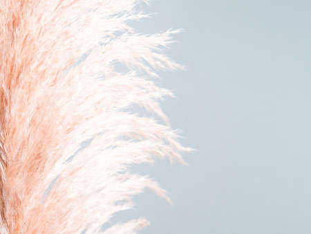 Trendy botanical background with fluffy pampas grass on blue. Interior design boho style plant decor