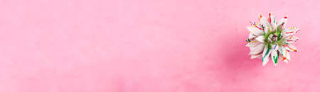 Painted succulent on pink textured background. Web bannerの写真素材