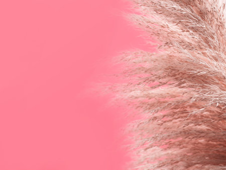 Pink background with trendy pampas grass. Interior design, boho style plant home decorの写真素材