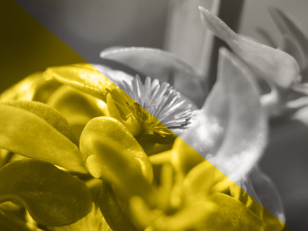 Illuminating yellow and ultimate gray color floral duotone background with succulent flower