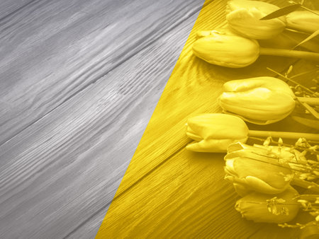 Illuminating yellow tulips on grey background. Woman Valentines day greeting card. Tonedの写真素材