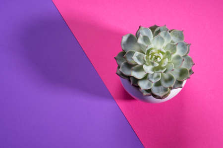 Succulent plant on split purple and pink background. Neon colors