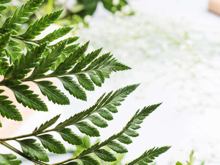 Fern closeup background on gray background. Greeting card, web banner mockup on grayの写真素材