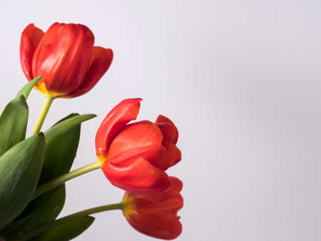 Red tulips bunch on light gray background. Woman, mother, valentines day conceptの写真素材