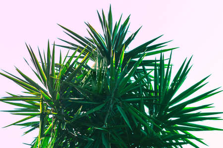 Trendy abstract botanical background with palm tree against the skiesの写真素材