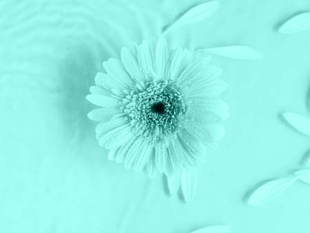 Aqua teal beautiful gerbera daisy flower on monochrome background in water with ripples and petalsの写真素材