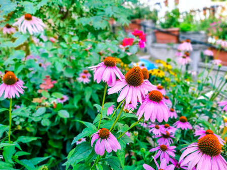 Purple coneflower or pink black eyed susan flowers, rudbeckia hirtaの写真素材