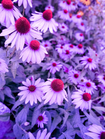 Purple coneflower or pink black eyed susan flowers, rudbeckia hirtaの写真素材