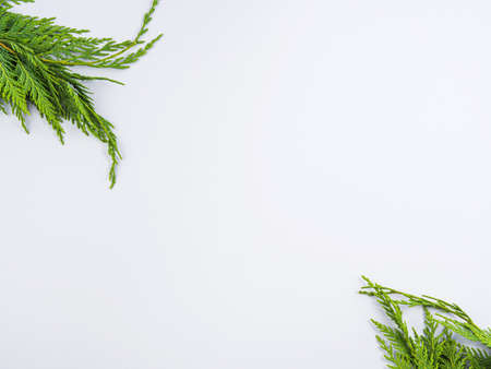 Winter green fir tree branches frame on gray backgroundの写真素材