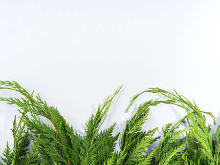 Winter green fir tree thuja branches frame on gray backgroundの写真素材