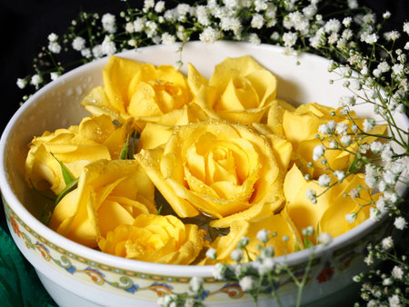 Yellow roses in white bowl on dark greenの写真素材