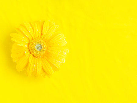 Yellow beautiful gerbera petal flowers frame on monochrome backgroundの写真素材