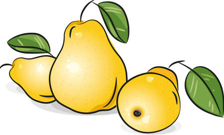Yellow pears  のイラスト素材