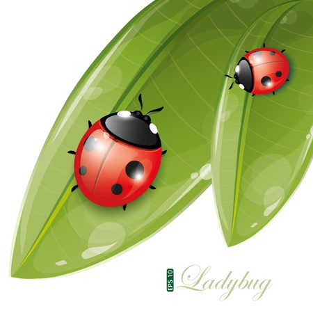 Green leaves design with ladybug, eps-10のイラスト素材