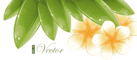 White frangipani flowers, vector illustration, eps-10のイラスト素材