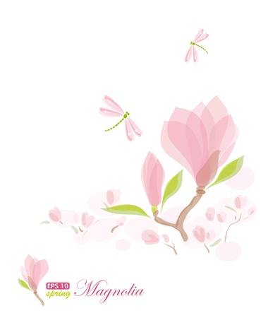 Magnolia branch and dragonfly, nature background, vector illustration, eps-10のイラスト素材