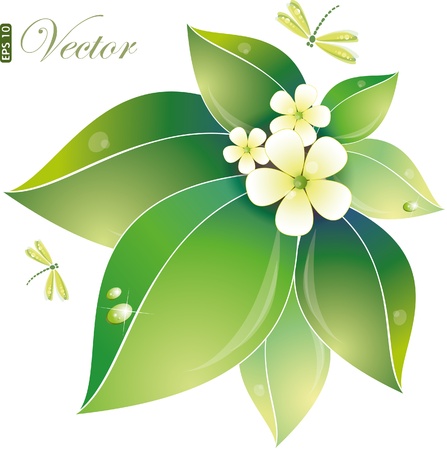 Green leaves and jasmin flowers, vector illustration, eps-10のイラスト素材