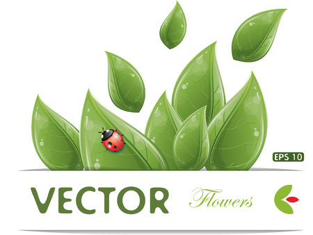 Green leaves design with ladybug isolated on white, vector illustration, eps-10のイラスト素材