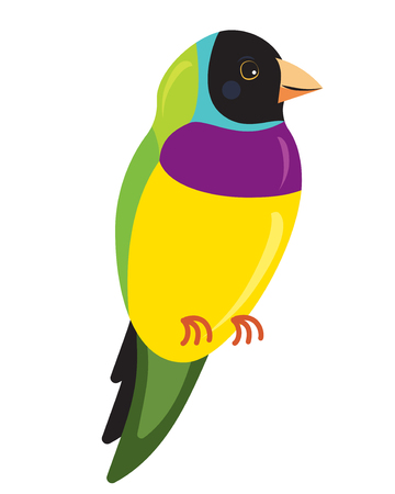 Amadine tropical bird - Erythrura gouldiae, black-headed, isolated on whiteのイラスト素材