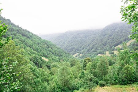 forest and trees in the Pyrenees France europe