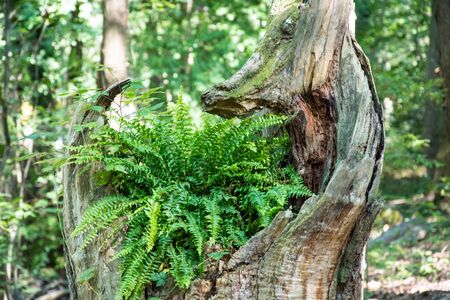 forest and trees in the Pyrenees France europeの写真素材