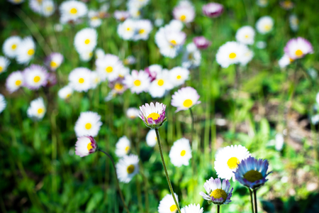 daisy flower in the late summerの写真素材