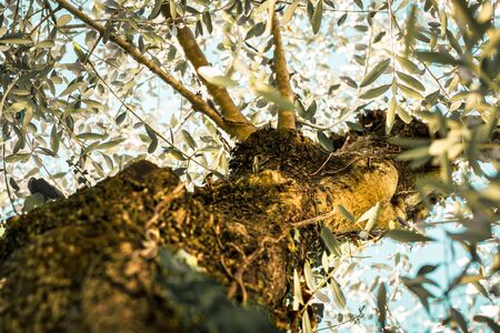 trunk of an olive tree mediterraneanの写真素材
