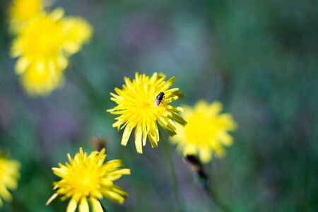 a dandelion flower with a flyの写真素材