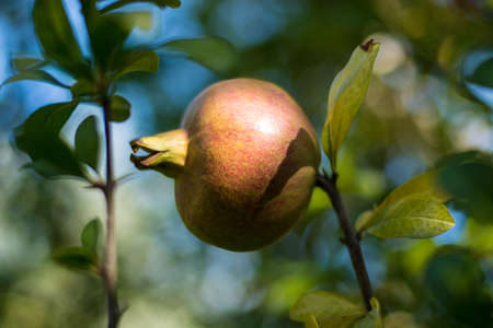 a pomegranate on a pomegranate tree