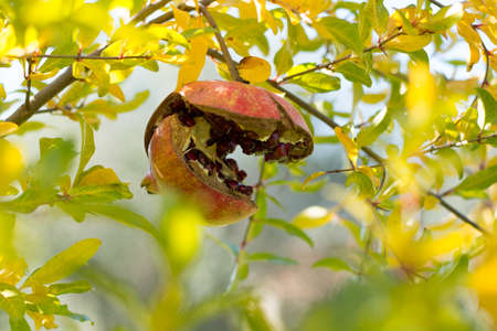 photo of a pomegranate in a treeの写真素材