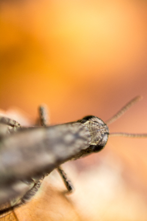 a various grasshopper in natureの写真素材