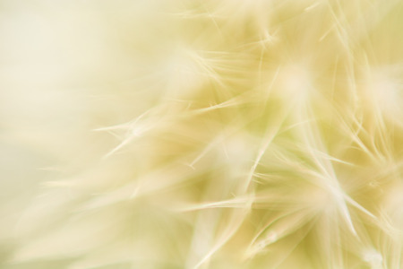 a texture of dandelion macroの写真素材
