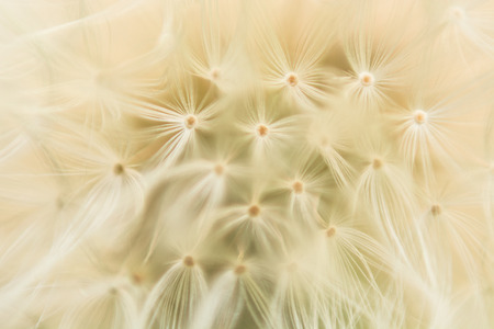 a texture of dandelion macroの写真素材
