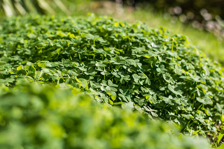 Floor filled with clover in autumnの写真素材