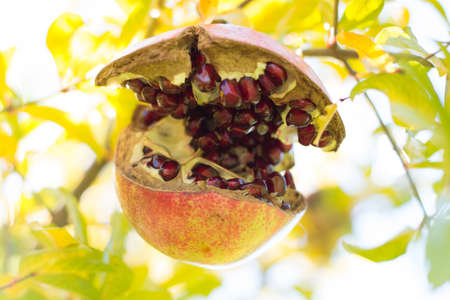 photo of a pomegranate in a treeの写真素材